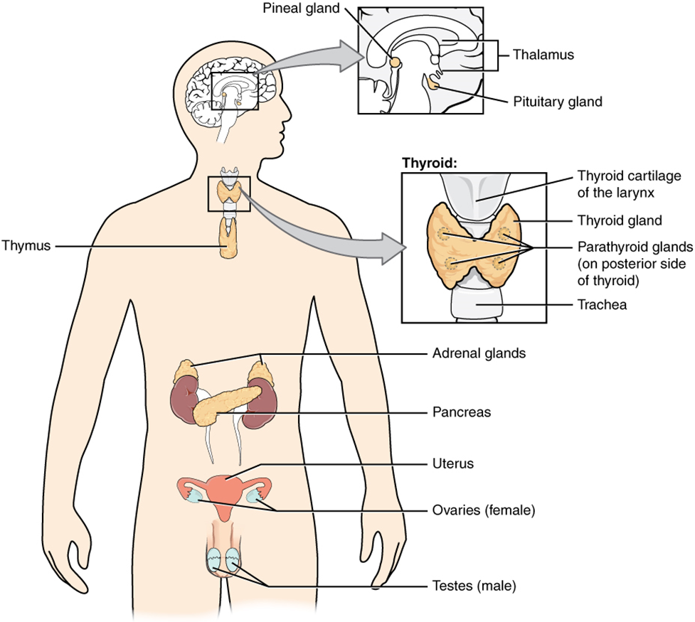 A diagram of the body showing the endocrine structures in their correct anatomical locations.