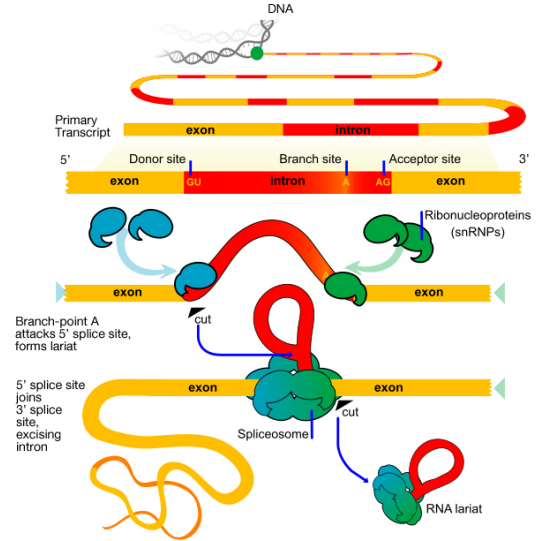 Chapter 3 Transcription And Mrna Modification In Fundamentals Of