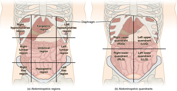A diagram of the internal organs of the abdomen. The nine abdominopelvic regions are labeled on the left image, and the 4 abdominopelvic quadrants are labeled on the right image.

C:\Users\lpryor\AppData\Local\Microsoft\Windows\INetCache\Content.MSO\25F592AF.tmp