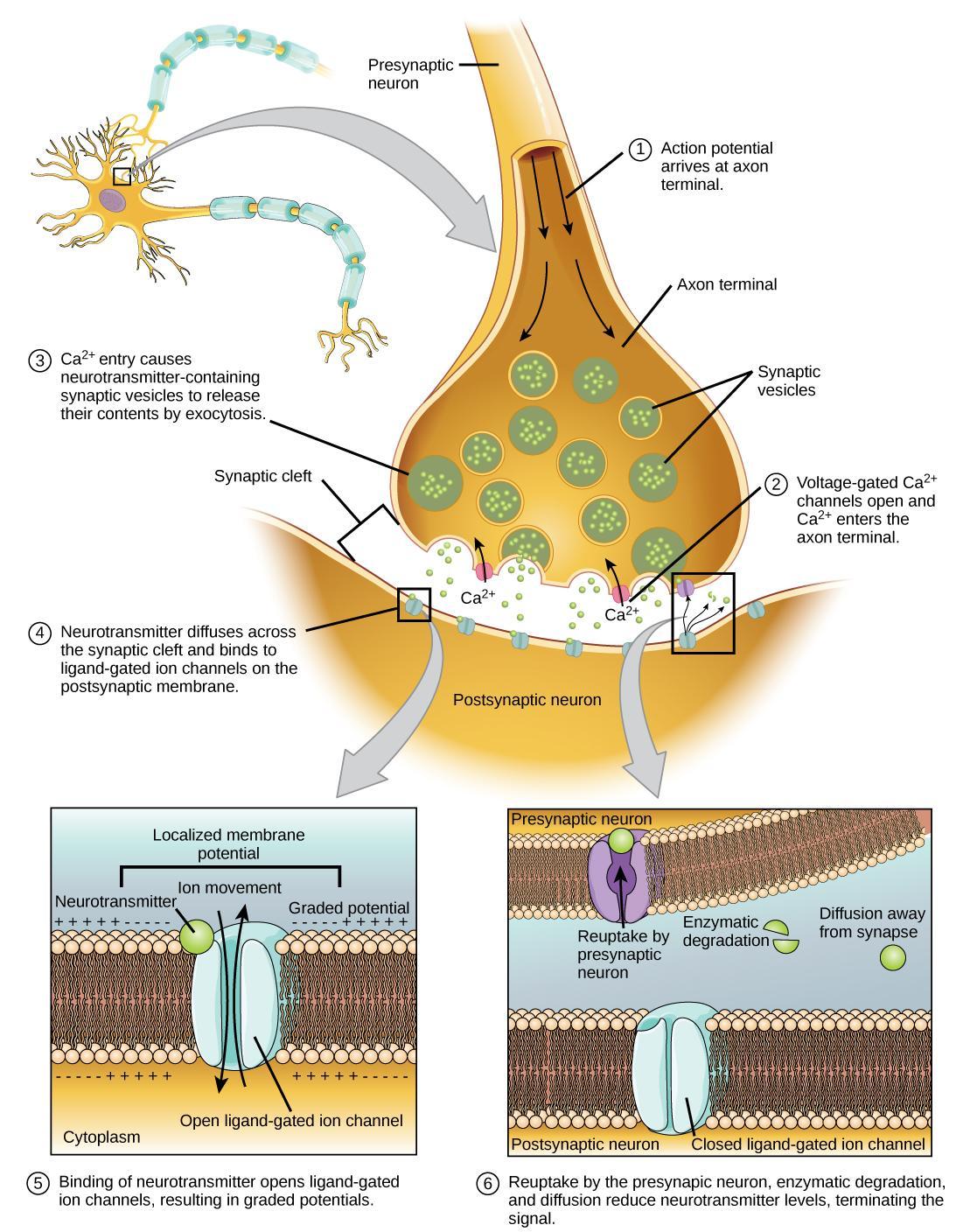 Describe How Neurons Use Electrochemical Signals for Neurotransmission