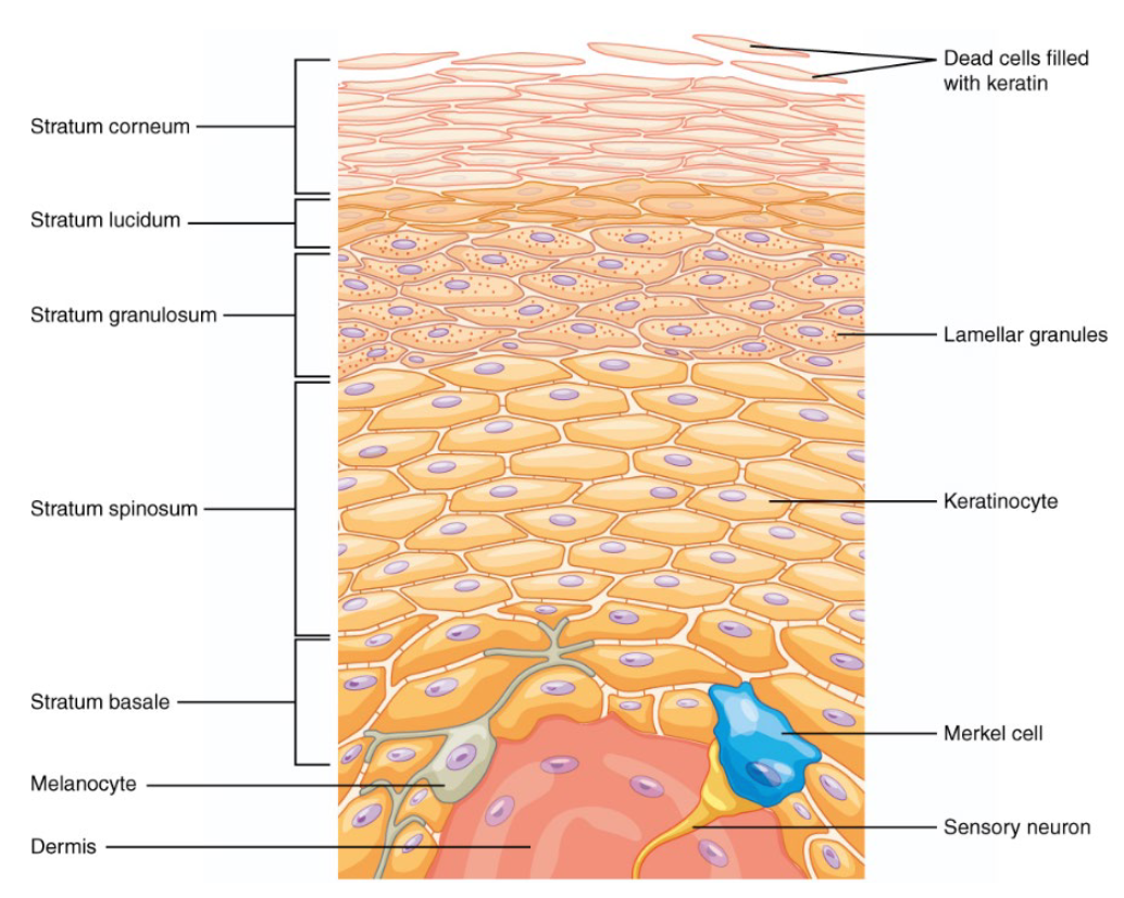 Diagram of the epidermis, with the 5 major strata of thick skin and the major cells and structures are indicated on the image.