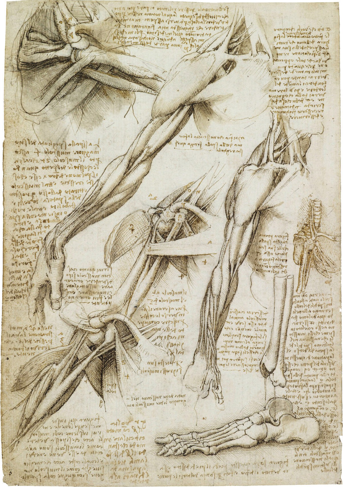 Anatomical studies of muscles of the arm and shoulder, bones of the foot 