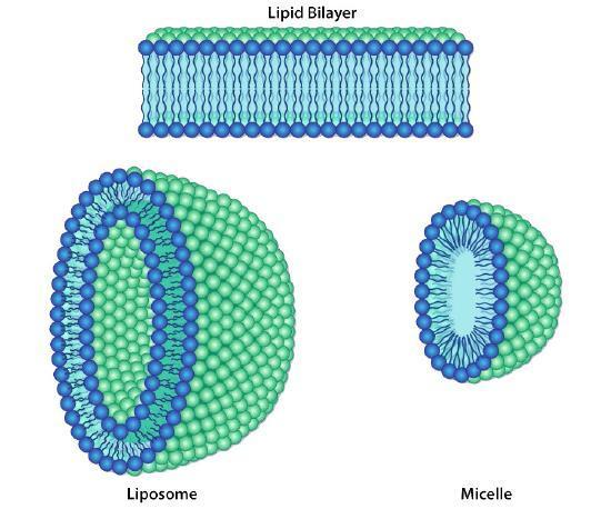 Phospholipid Bilayer Structure