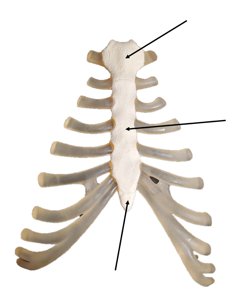 The sternum with costal cartilage is photographed from a model of the human rib cage. Three arrows indicate the major features of the sternum.

