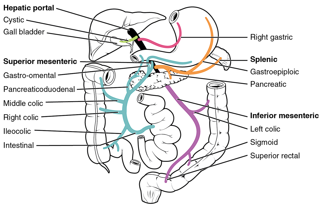 A diagram of the hepatic portal system with all the major internal organs of this system labeled and the major veins highlighted.
