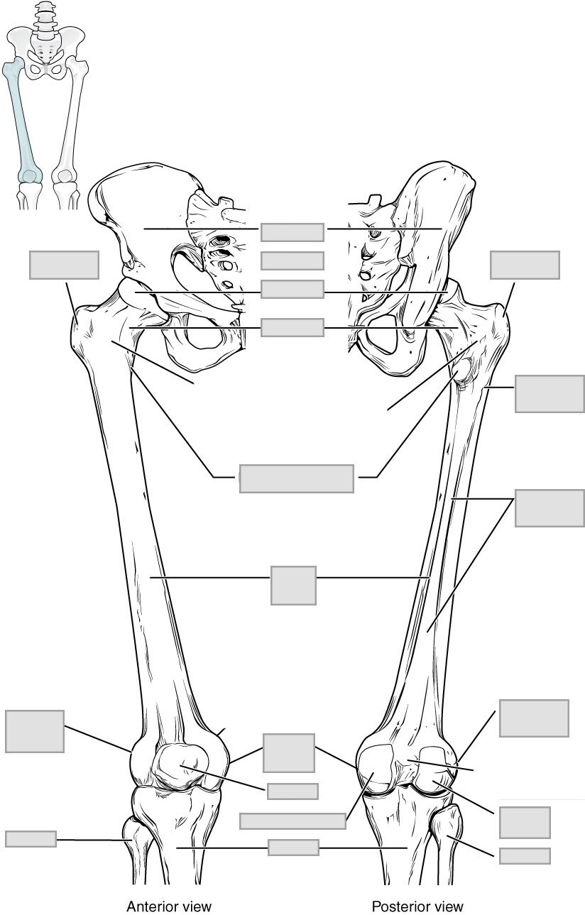 “Anatomy and Physiology Lab I” on OpenALG