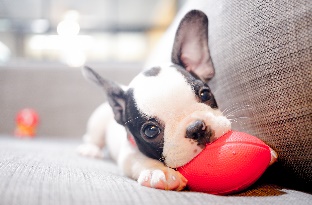 a puppy chewing on a toy