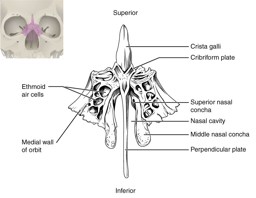 “Anatomy and Physiology Lab I” on OpenALG