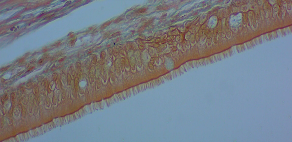 Histology image of pseudostratified columnar cells.