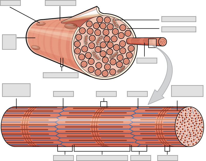 A diagram of an unlabeled muscle fiber and sarcomere with areas indicating the major features that need to be labeled on the image.