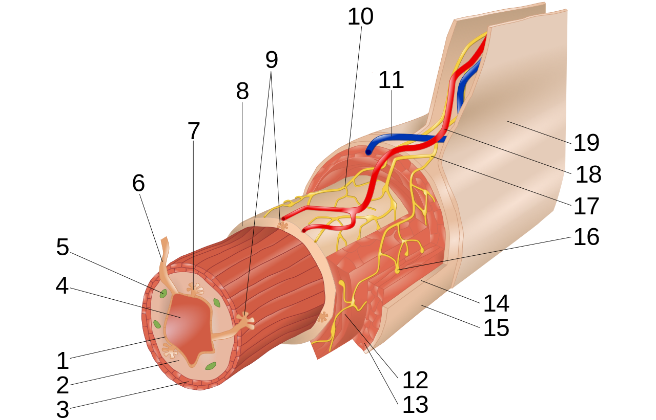 A diagram of the tissue layers and features in the gastrointestinal tract. The major structures are numbered 1-19.