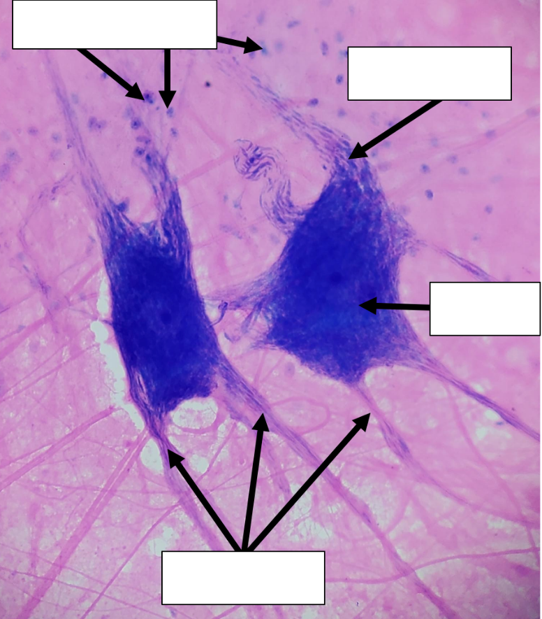 A microscope view of cells in the nervous system. Arrows and blank boxes indicate major parts that need to be identified from the image.