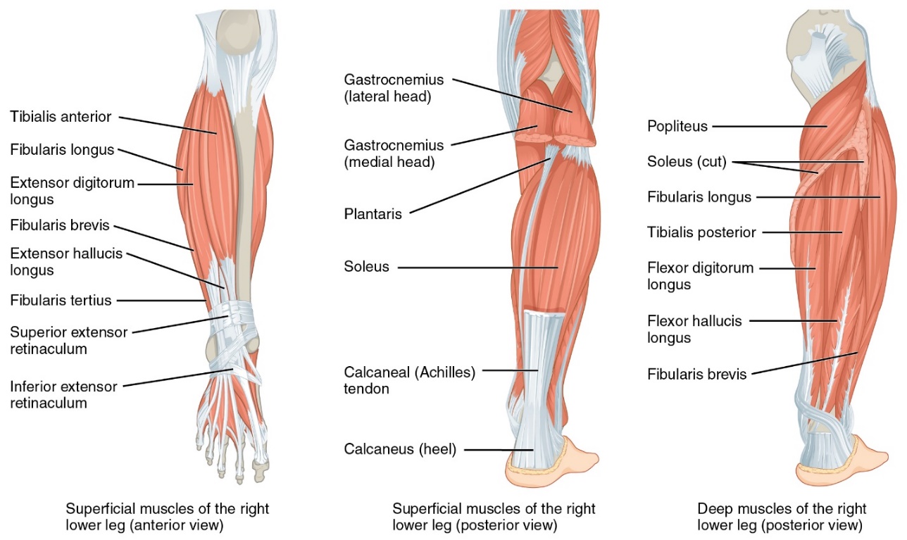 Three diagrams of the muscles of the lower leg and ankle. The image on the left shows an anterior view of the superficial muscles of the right lower leg. The middle images shows a posterior view of the superficial muscles of the right lower leg. The image on the right shows a posterior view of the deeper muscles of the right lower leg with the gastrocnemius and soleus muscles cut to reveal the deeper muscles.
