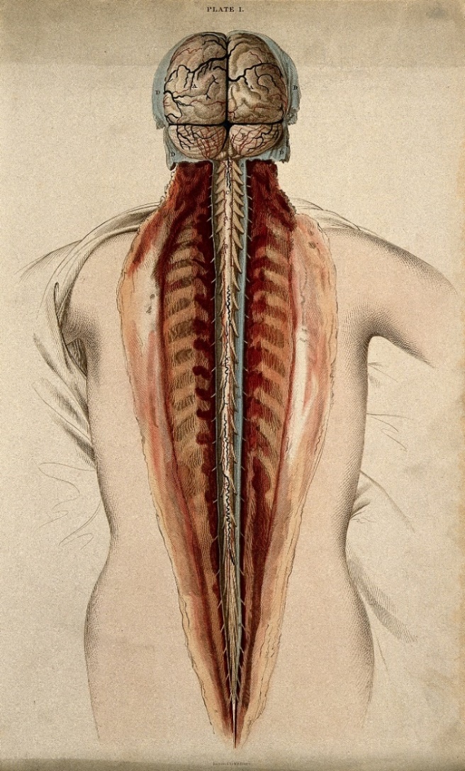 A drawing of a human body, posterior view, with the skin, muscles of the back, and skull and vertebrae cut to reveal the spinal cord and posterior view of the brain.