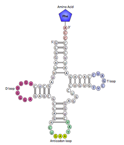 simple trna anticodon