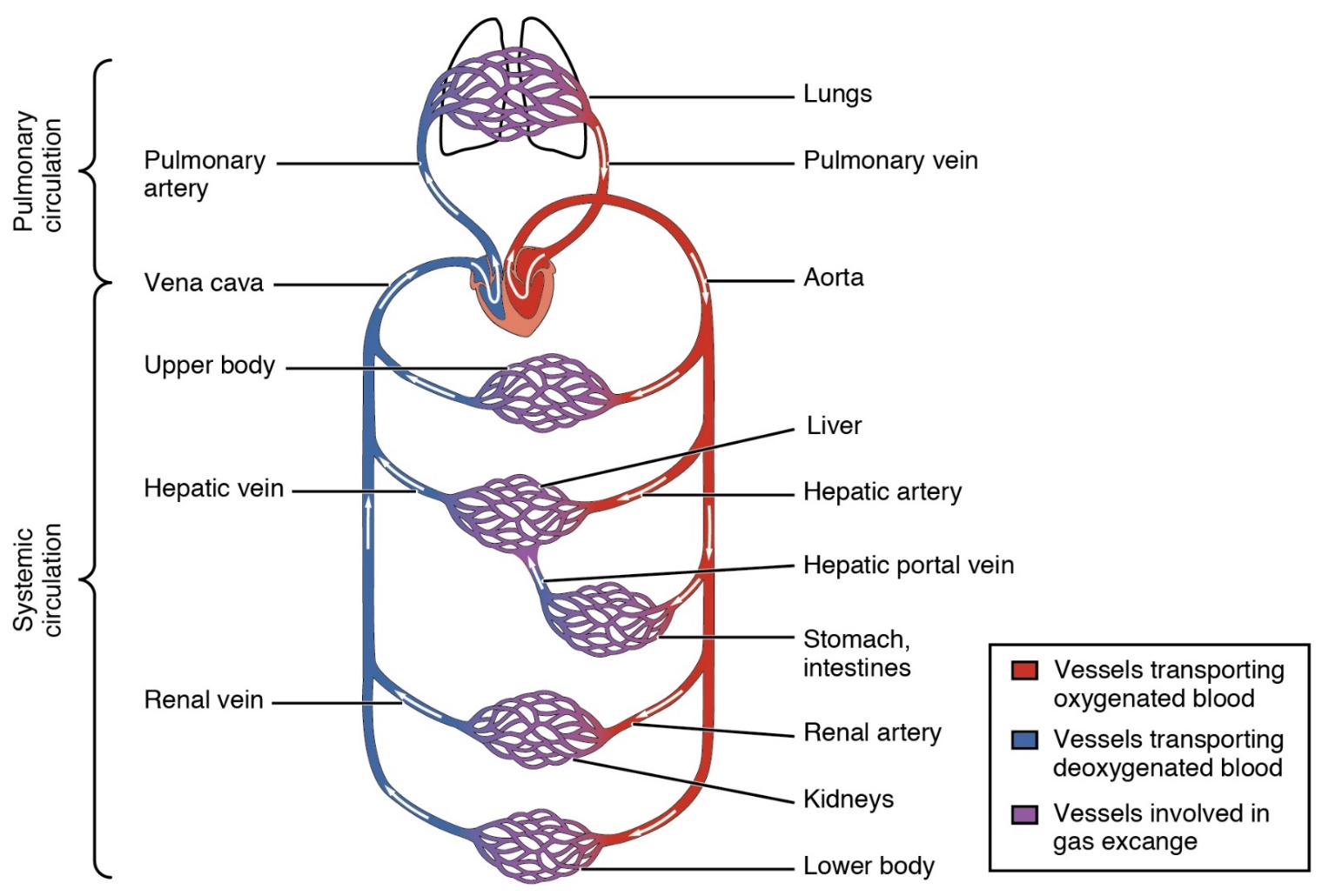 This diagram shows how oxygenated and deoxygenated blood flow through the major organs in the body. Both the systemic circuit and pulmonary circuit are indicated with the major vessels labeled.