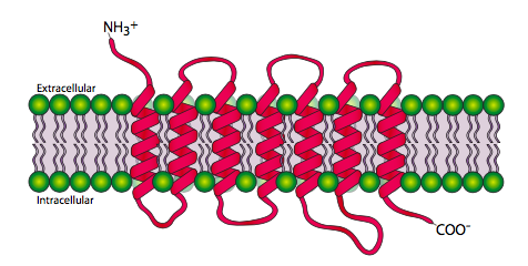 simple g protein coupled receptors