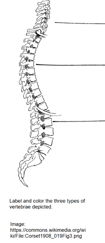A drawing of a spine with the three major types of vertebrae indicated.