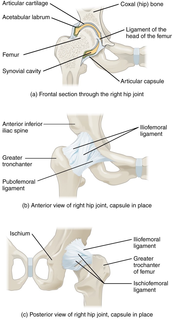 Anatomy And Physiology Lab I On Openalg