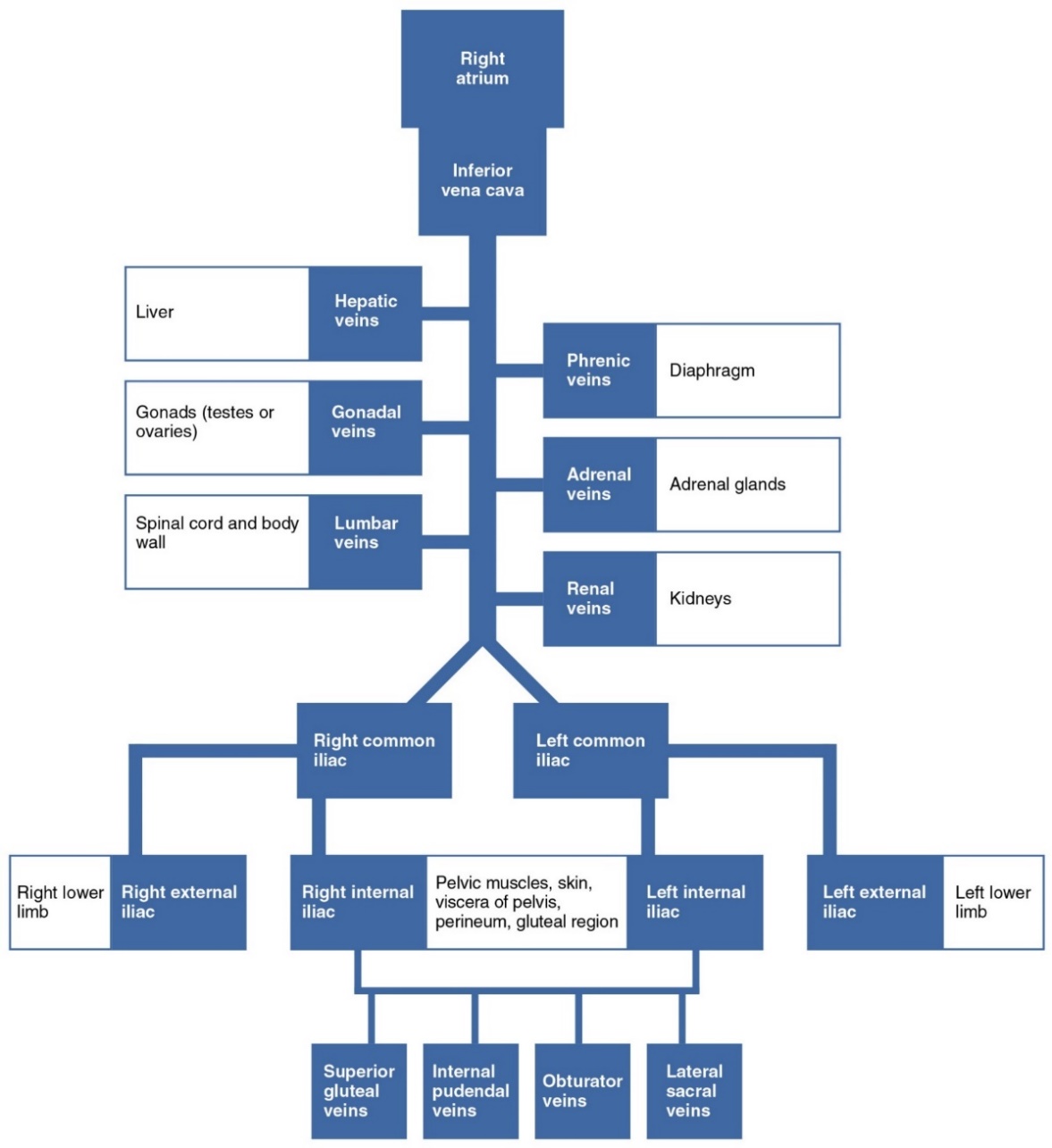 This chart shows the connection between the different veins below the diaphragm returning blood back to the inferior vena cava and right atrium.