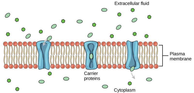 chapter-7-transport-across-cellular-membranes-in-fundamentals-of