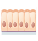 Drawing of simple columnar cells.