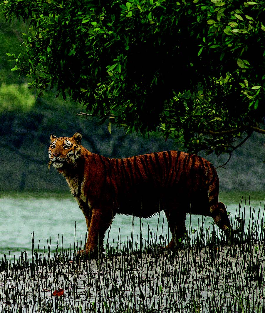 A picture containing tree, outdoor, grass, mammal Description automatically generated