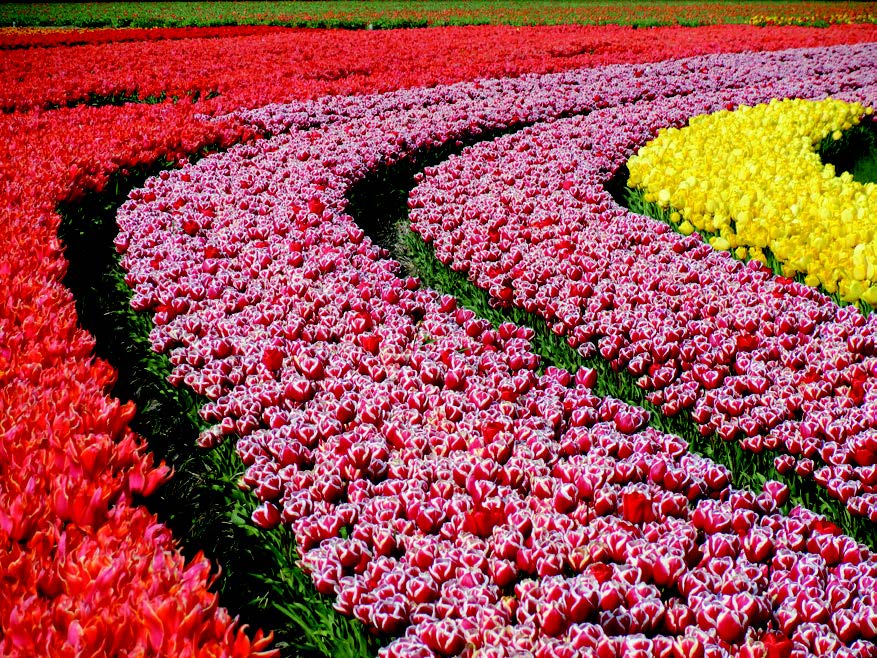 A field of tulips Description automatically generated with low confidence