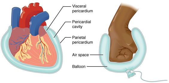 A diagram of the human heart with the serous membrane depicted first in the proper anatomical location superficial to the heart. A second image on the right illustrates the serous membrane being analogous to a water balloon surrounding the superficial aspect of a person's fist.

C:\Users\lpryor\AppData\Local\Microsoft\Windows\INetCache\Content.MSO\1F361F95.tmp