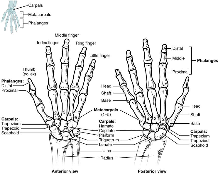 An anterior and posterior diagram of bones of the hand with each bone labeled, and major markings provided.