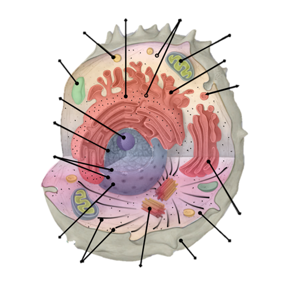A diagram of a cell with the major structures indicated with lines.