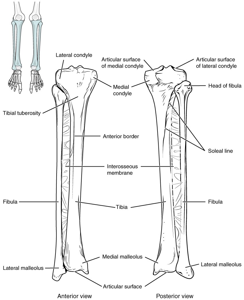 Blausen - Long bone (Humerus) - English labels