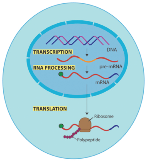 “chapter 3 Transcription And Mrna Modification” In “fundamentals Of Cell Biology” On Openalg 1484