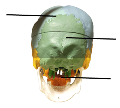 A posterior view of the skull with different colored parts and lines indicating what bones need to be labeled.