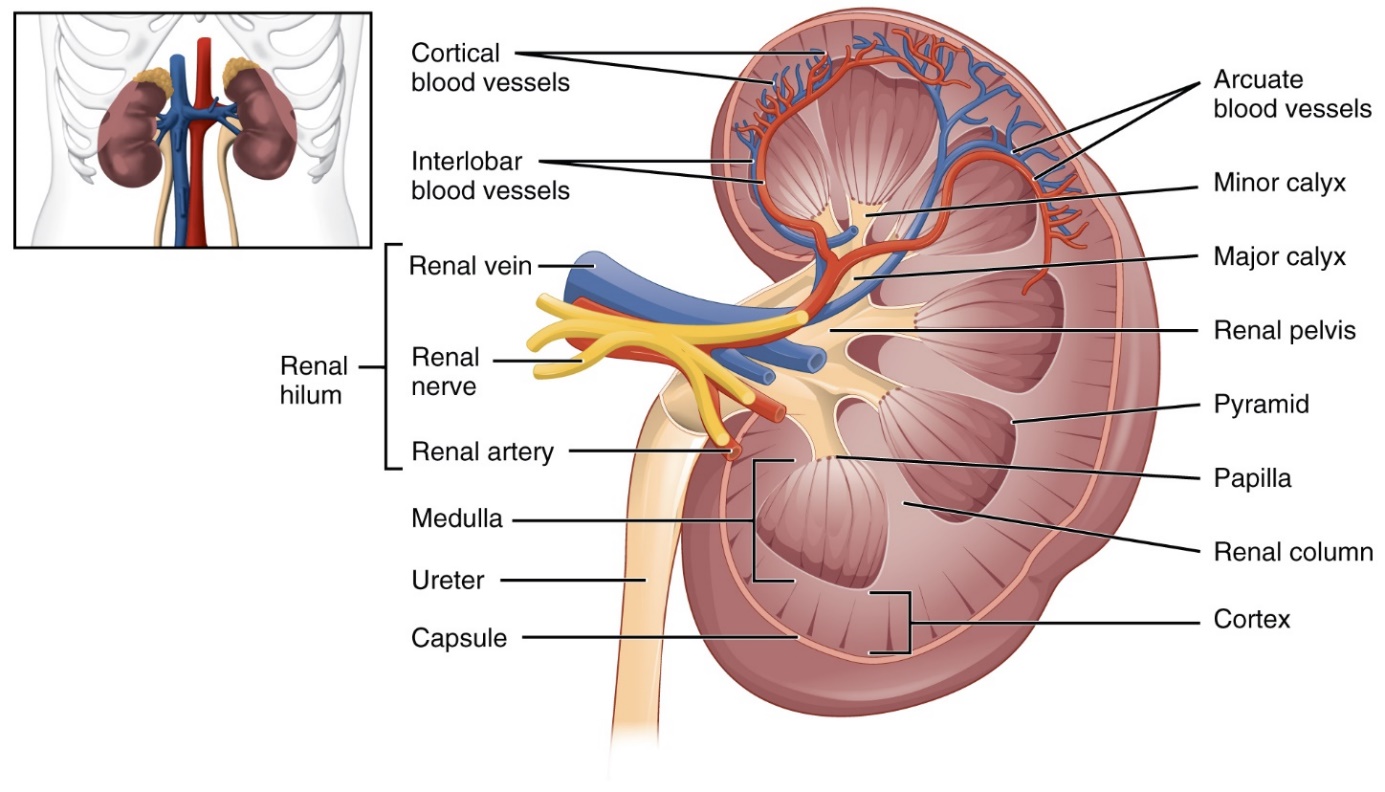On the left top coroner is a diagram of the kidneys placed in the abdominopelvic cavity in an anterior view with vessels attached. A larger image on the right highlights the left kidney with major anatomical features indicated and labeled on the image.