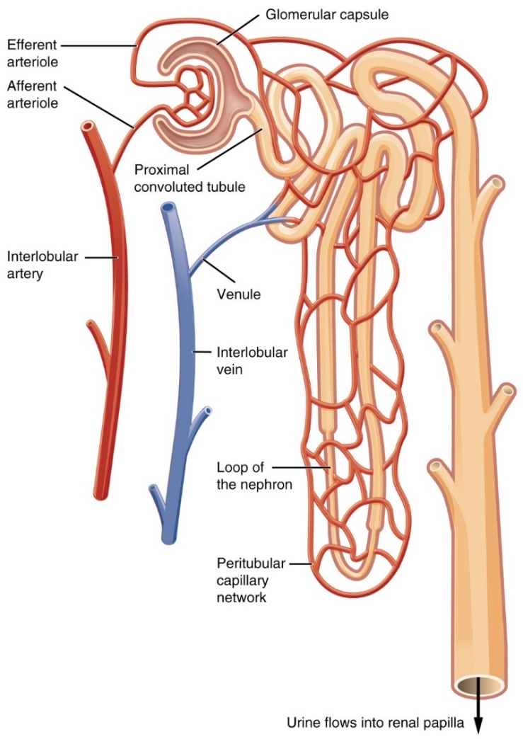 A diagraph of a nephron with the blood flowing into and out and around the nephron. The major anatomical structures are labeled.