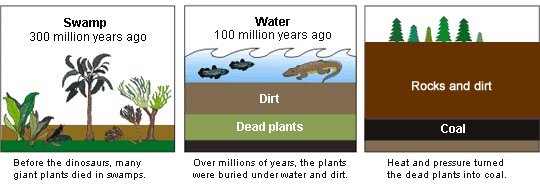 The process of coal formation. Swamp 300 million years ago, before the dinosaurs, many giant plants died in swamps. Water 100 million years ago, over millions of years, the plants were buried under water and dirt. Heat and pressure turned the dead plants into coal.
