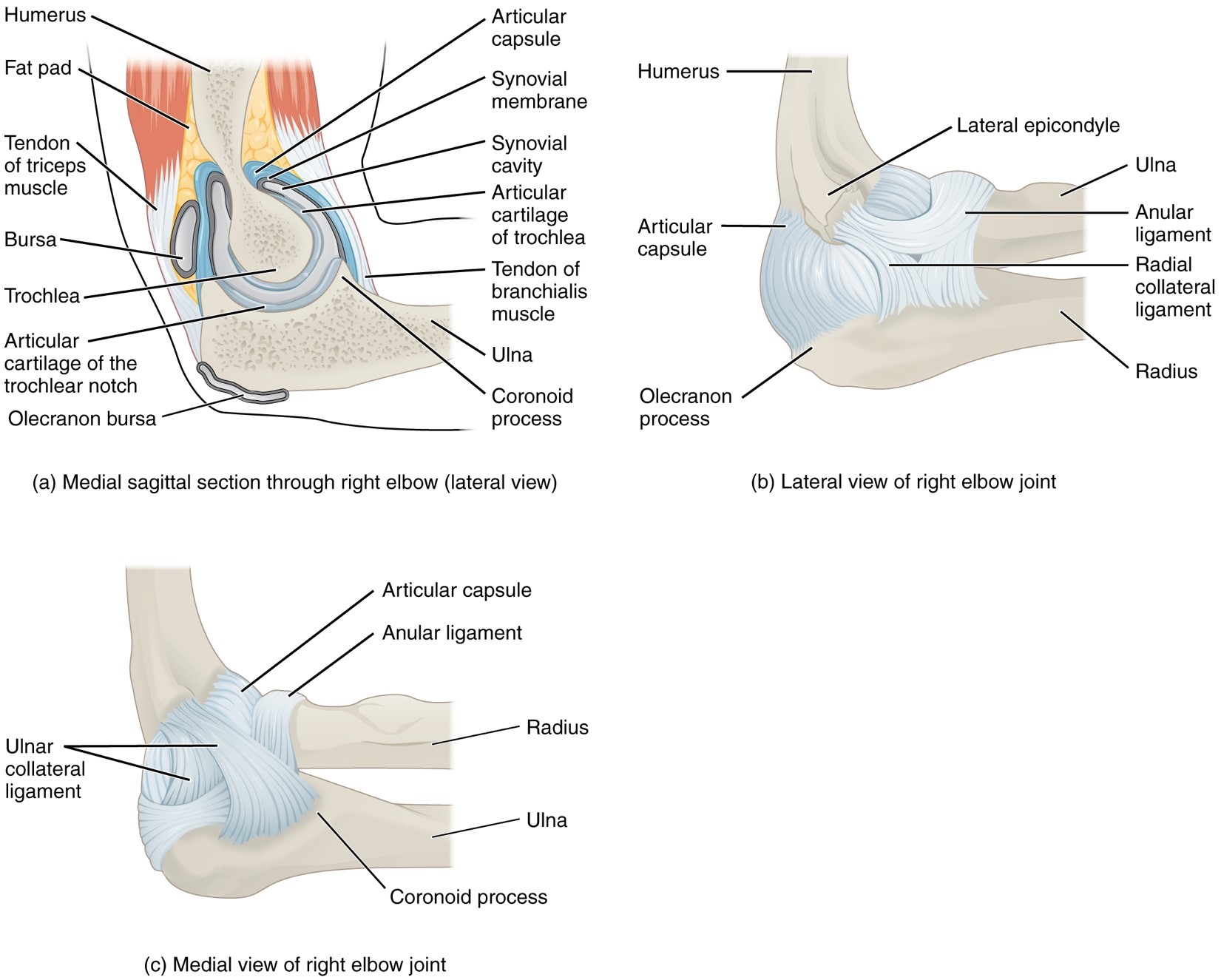 “anatomy And Physiology Lab I” On Openalg 