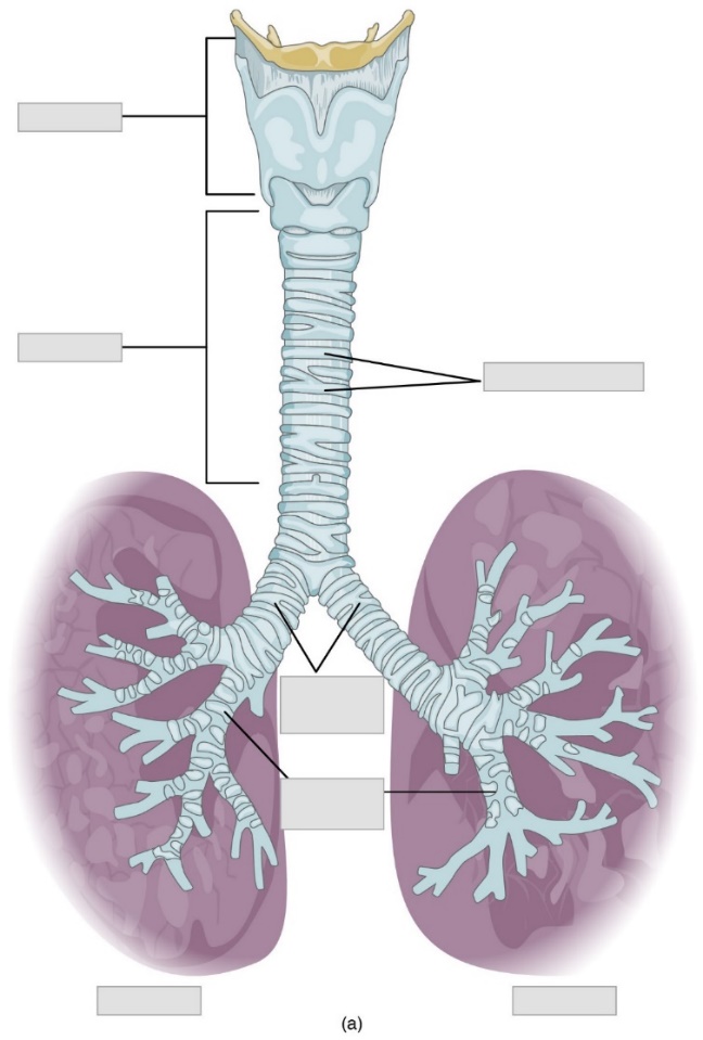 A diagram of a human lungs and respiratory track inferior to the hyoid bone. Major structures are indicated and left blank for labeling.