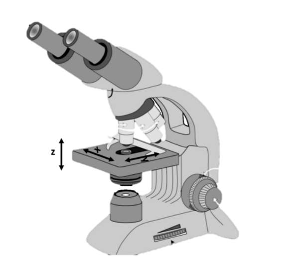 A cartoon microscope with arrows indicating how the stage moves in X, Y, and Z directions.