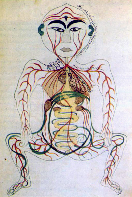 A drawing of a human body artistically depicting the digestive structures.