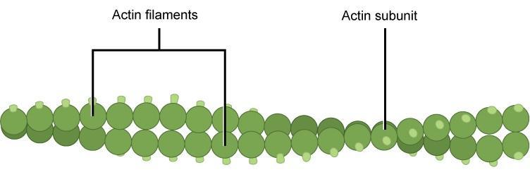 Chapter 1 Cytoskeleton In Fundamentals Of Cell Biology On Openalg