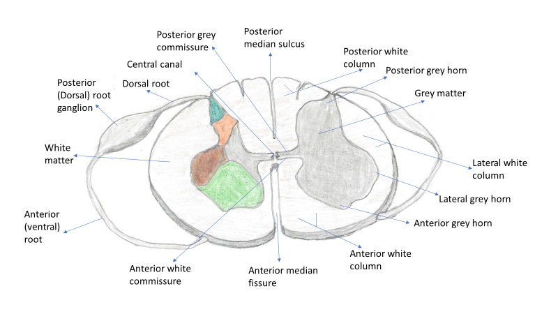 A diagram of a transverse section through the spinal cord with the peripheral nervous system nerve roots. The major anatomical features are indicated and labeled.