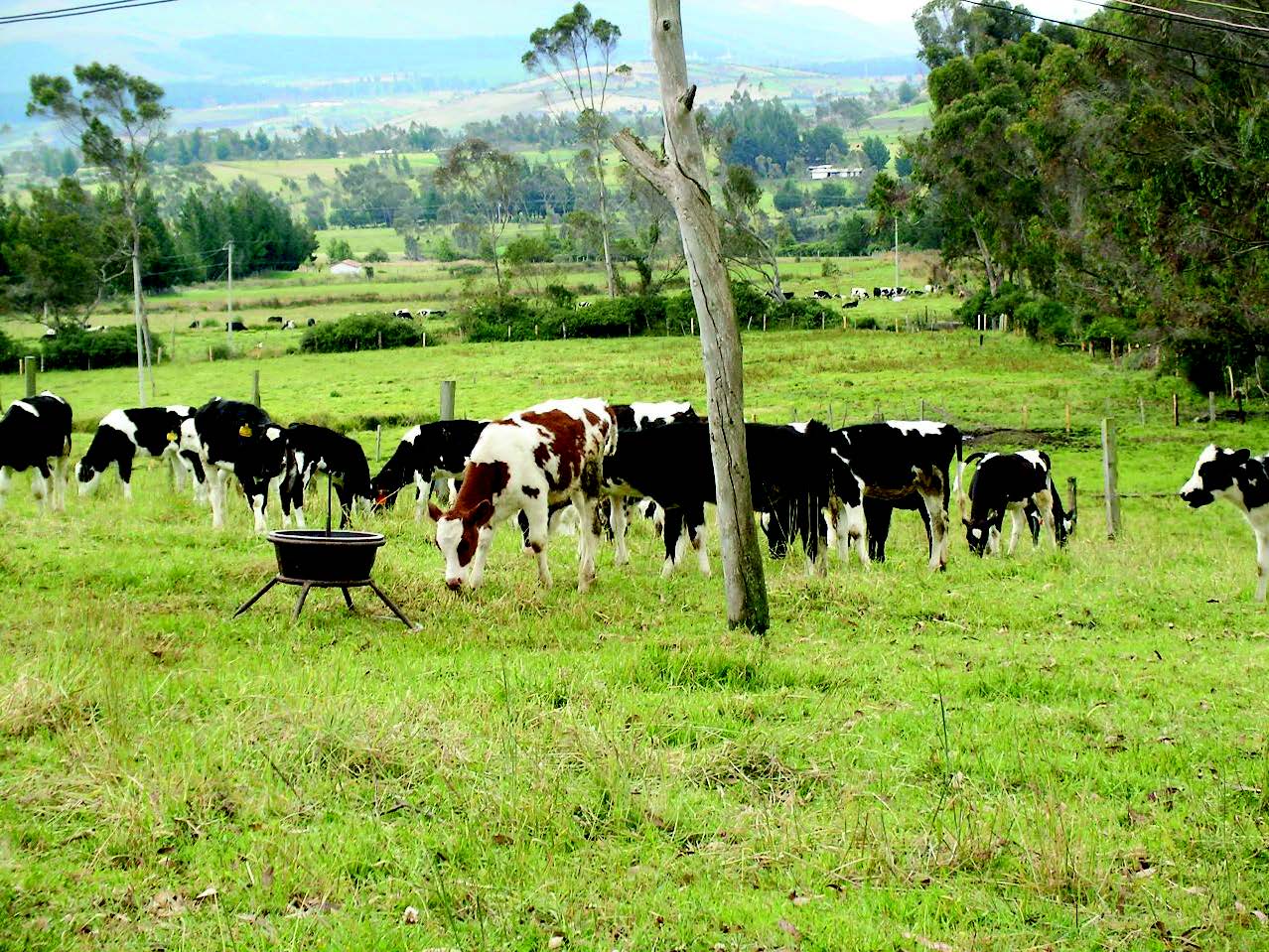 A picture containing grass, outdoor, tree, cow Description automatically generated