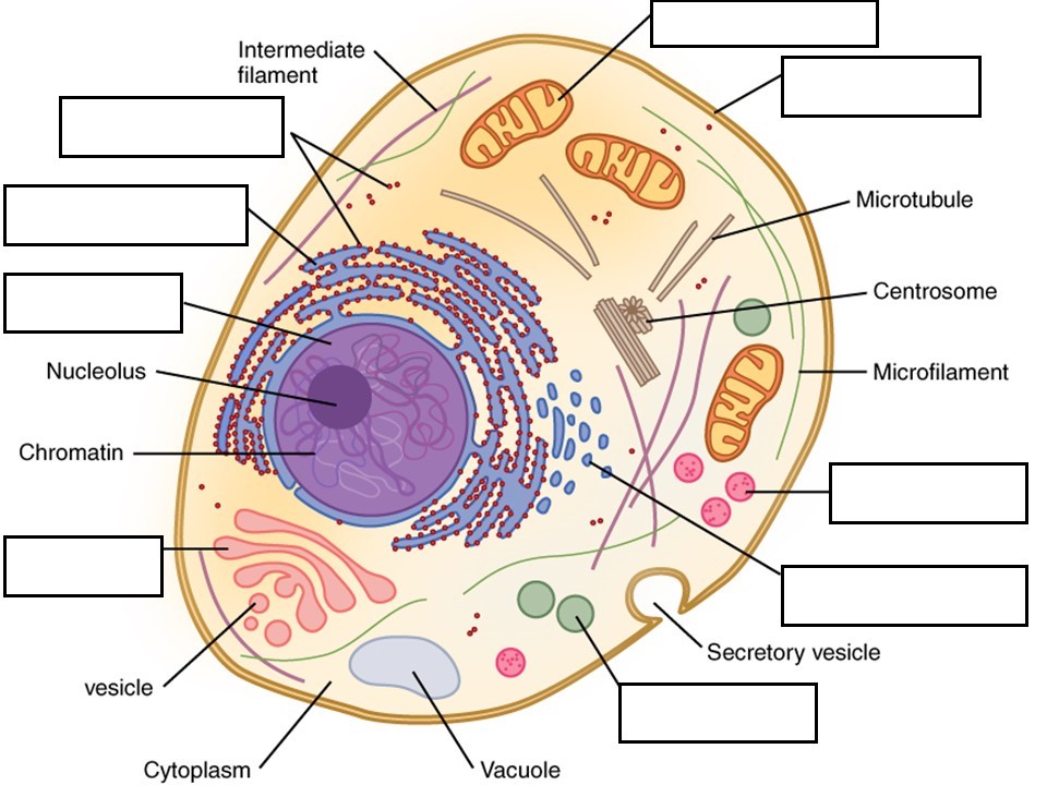 human biology - What are the coverings of femoral hernia? - Biology Stack  Exchange