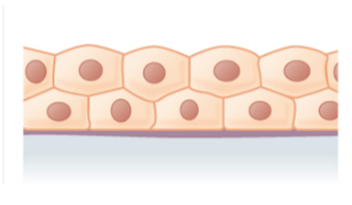 Drawing of stratified cuboidal cells.