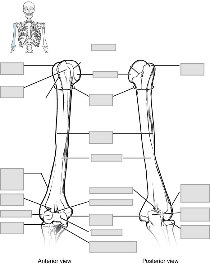 “Anatomy and Physiology Lab I” on OpenALG