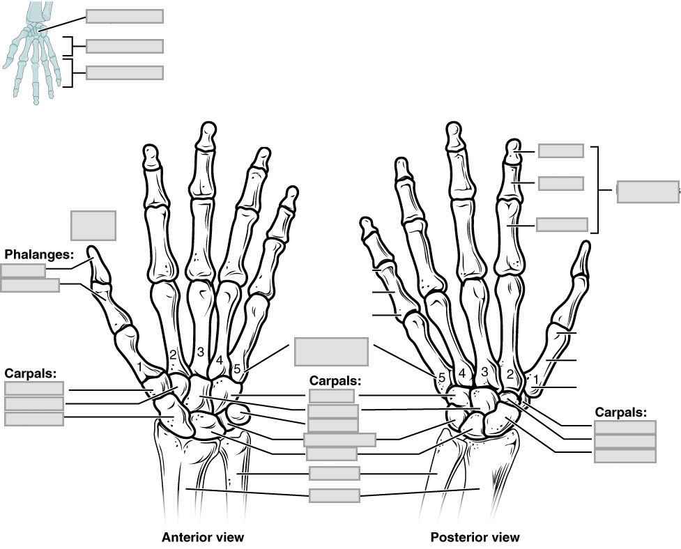 “Anatomy and Physiology Lab I” on OpenALG