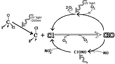 A catalyst is a compound which can alter the rate of a reaction without permently being altered by that reaction, and so can react over and over again. In this fashion it is estimated that one molecule of chlorine can degrade over 100,000 molecules of ozone before it is removed from the stratosphere or becomes part of an inactive compound. These inactive compounds, for example ClONO2, are collectively called 'resevoirs'. They hold chlorine in an inactive form but can release an active chlorine when stuck by sunlight. 