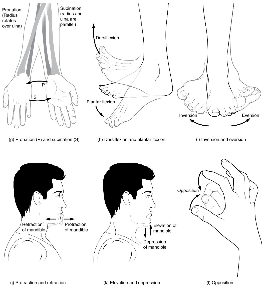 Wrist & Forearm Release Techniques for Inversion Addicts